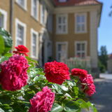 Rosen vor dem Schloss Meisdorf